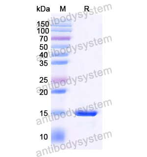 抗 SARS-CoV-2 S Protein 納米抗體 (SAA1072)(RVV00161),Anti-SARS-CoV-2 S Protein Nanobody (SAA1072)