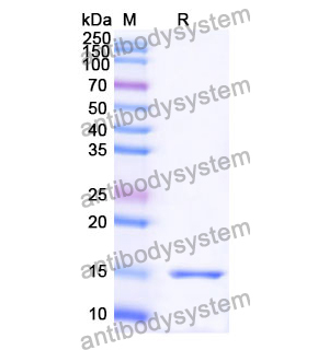 抗 Human PTCH1 納米抗體 (SAA1343)(RHG62201),Anti-Human PTCH1 Nanobody (SAA1343)