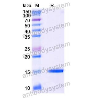 抗 Human GSN 纳米抗体 (SAA1179)(RHC19801),Anti-Human GSN Nanobody (SAA1179)