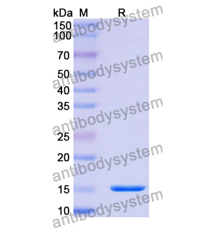 抗 Human CD156c/ADAM10 纳米抗体 (SAA1217)(RHA26601),Anti-Human CD156c/ADAM10 Nanobody (SAA1217)