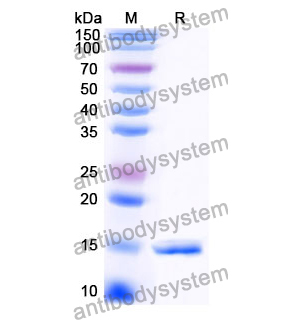 抗 Clostridium botulinum botA/BOTOX 纳米抗体 (SAA1350)(RXX00918),Anti-Clostridium botulinum botA/BOTOX Nanobody (SAA1350)