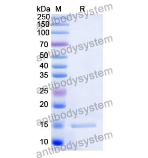 抗 Human ERBB3/HER3 納米抗體 (SAA1309)(RHD48401),Anti-Human ERBB3/HER3 Nanobody (SAA1309)