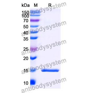 抗 Human C3 納米抗體 (SAA1166)(RHB89901),Anti-Human C3 Nanobody (SAA1166)