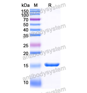 抗 Human IGHM 納米抗體 (SAA1253)(RHJ93201),Anti-Human IGHM Nanobody (SAA1253)