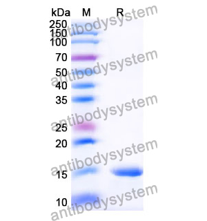 抗 Human PTCH1 納米抗體 (SAA1040)(RHG62203),Anti-Human PTCH1 Nanobody (SAA1040)