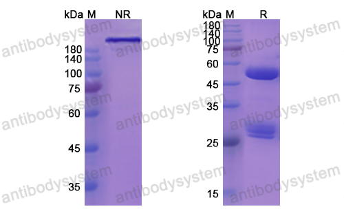 Research Grade MOR202  (DHD80806)