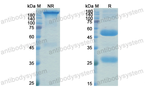 Research Grade VIR-2482  (DVV03806)