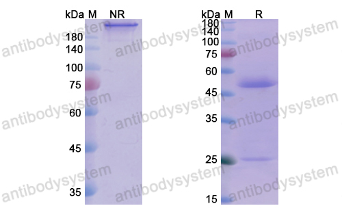 Research Grade Imdevimab  (DVV00305)