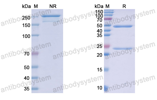 Research Grade Sirexatamab  (DHB48101)