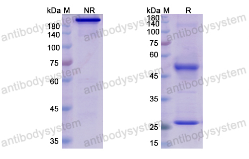 Research Grade Mibavademab  (DHE57001)