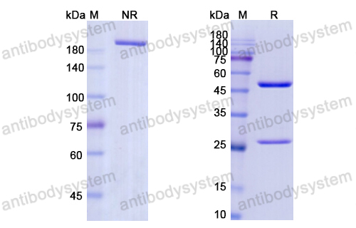 Research Grade Botensilimab  (DHD17207)