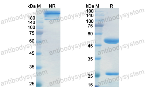 Research Grade Miromavimab  (DVV03502)