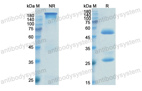 阿奈妥單抗,Research Grade Anetumab(DHG52001)