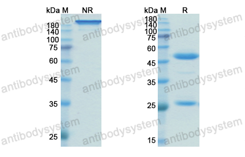 Research Grade Vilobelimab  (DHB90008)