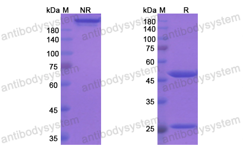 托萊西單抗,Research Grade Tafolecimab  (DHJ24007)