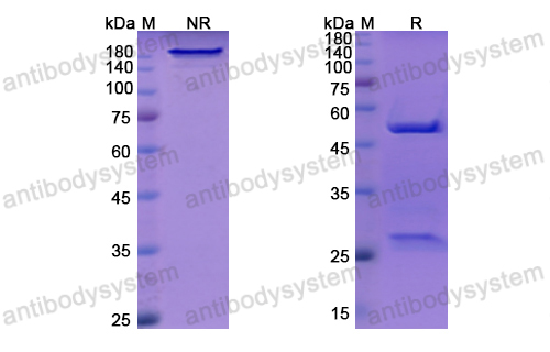 度伐維單抗,Research Grade Dovanvetmab  (DFJ05001)