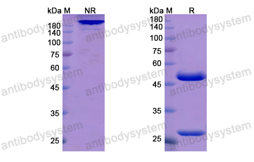 Research Grade Atidortoxumab  (DXX00103)