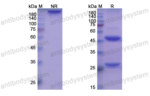 伊利尤單抗,Research Grade Ianalumab  (DHJ42201)