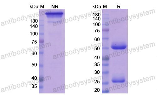 阿妥昔珠单抗,Research Grade Azintuxizumab  (DHJ64002)