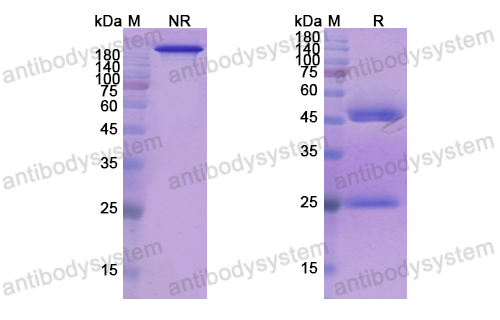 瑞法奈珠單抗,Research Grade Refanezumab(DHD43401)