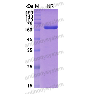 Research Grade Moxetumomab(DHD38501)