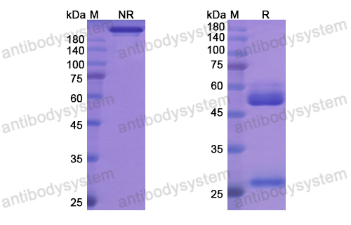 苯拉组单抗,Research Grade Benralizumab(DHF86301)