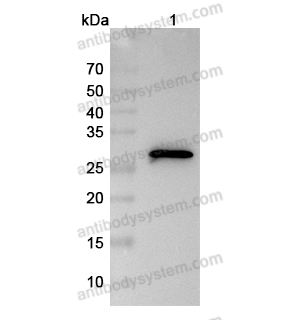 抗体：Myc Tag (EQKLISEEDL) Antibody (9E10#) RGK08601,c-Myc
