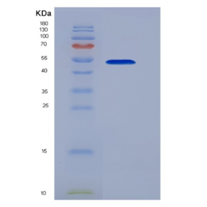 Recombinant Cluster Of Differentiation 58 (CD58)