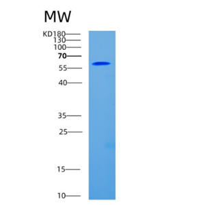 Recombinant Human CD93 Protein