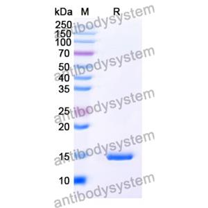 Anti-SARS-CoV-2 S Protein Nanobody (SAA1069)