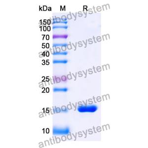 Anti-SARS-CoV-2 S Protein Nanobody (SAA1057)