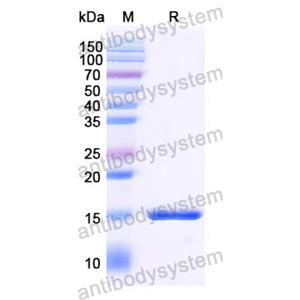 Anti-SARS-CoV-2 S Protein Nanobody (SAA1073)