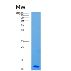 Recombinant Human CD9 Protein