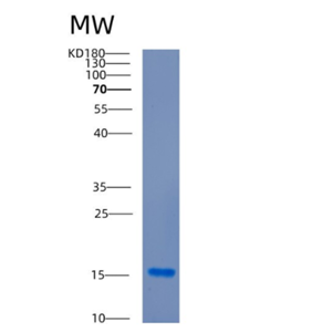 Recombinant Human CDK2AP2 Protein