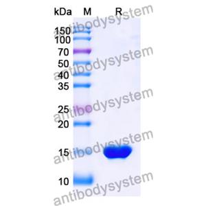 Anti-SARS-CoV-2 S Protein Nanobody (SAA1049)