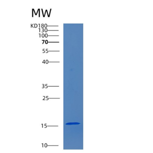 Recombinant Human CEBP-γ Protein