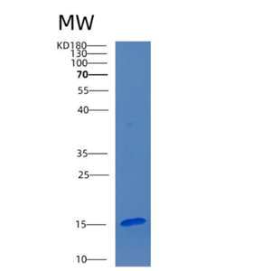 Recombinant Human CEBP-α Protein