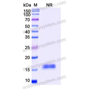 抗 Human CD274/PD-L1/B7-H1 納米抗體 (SAA1177)(RHJ70101),Anti-Human CD274/PD-L1/B7-H1 Nanobody (SAA1177)