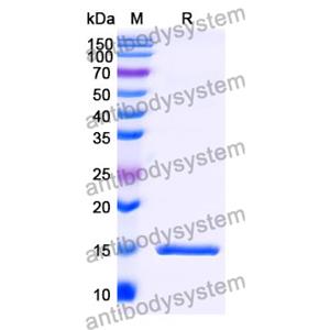 抗 Human C3 納米抗體 (SAA1166)(RHB89901),Anti-Human C3 Nanobody (SAA1166)