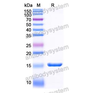 抗 Human IGHM 納米抗體 (SAA1253)(RHJ93201),Anti-Human IGHM Nanobody (SAA1253)