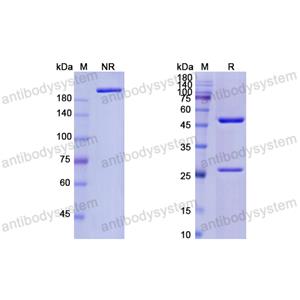 Research Grade SAR113244  (DHD99901)