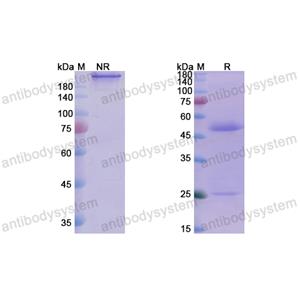 Research Grade Imdevimab  (DVV00305)