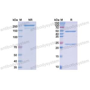 Research Grade Sirexatamab  (DHB48101)