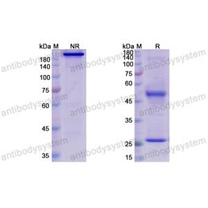 Research Grade Mibavademab  (DHE57001)