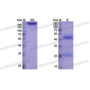 Research Grade Torudokimab  (DHB74003)