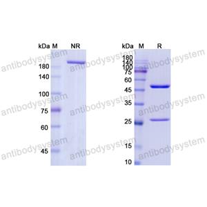 Research Grade Botensilimab  (DHD17207)