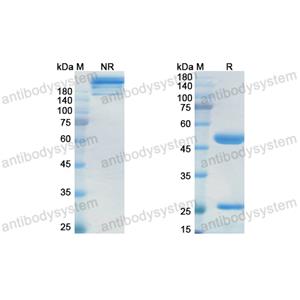 Research Grade Miromavimab  (DVV03502)