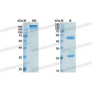 阿奈妥单抗,Research Grade Anetumab(DHG52001)