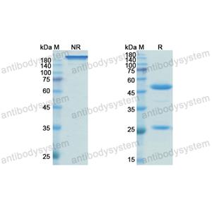 Research Grade Vilobelimab  (DHB90008)