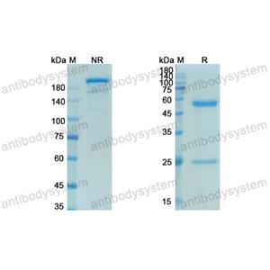 Research Grade Telazorlimab  (DHE43206)